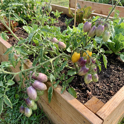 Atomic Tomato Seeds: Ideal for Planting