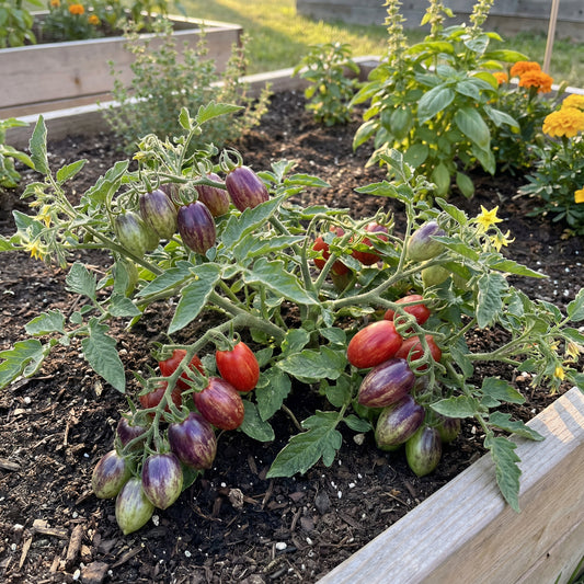 Atomic Tomato Seeds: Ideal for Planting