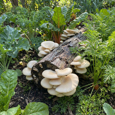 Oyster Mushroom Seeds for Easy Planting