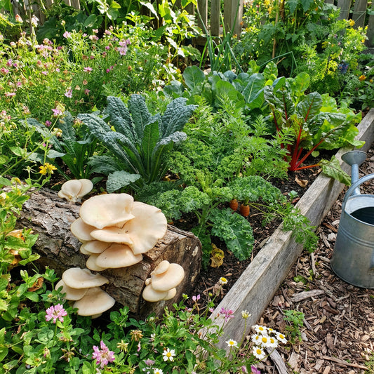 Oyster Mushroom Seeds for Easy Planting