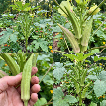 Clemson Okra Seeds for Planting Premium Quality
