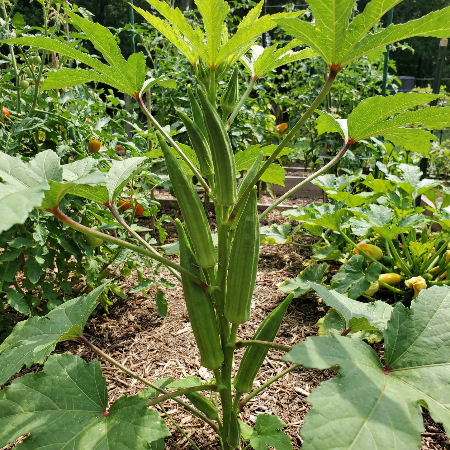 Clemson Okra Seeds for Planting Premium Quality
