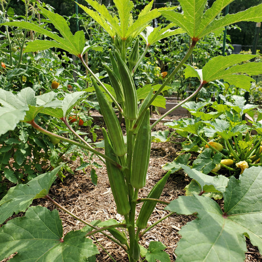 Clemson Okra Seeds for Planting Premium Quality