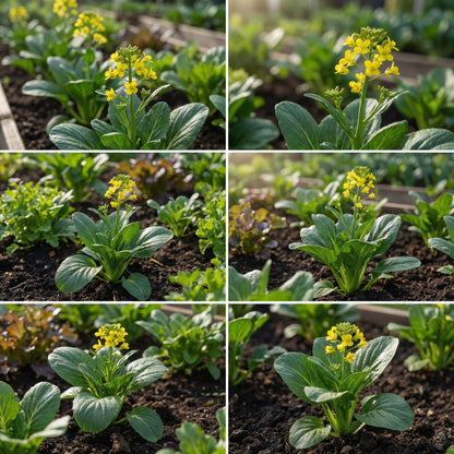 Choy Sum Vegetable Seeds for Quick and Easy Growth