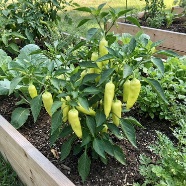 Pepperoncini Vegetable Seeds Ideal for Home Planting