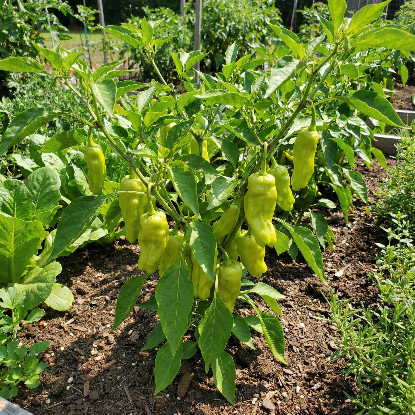 Pepperoncini Vegetable Seeds Ideal for Home Planting