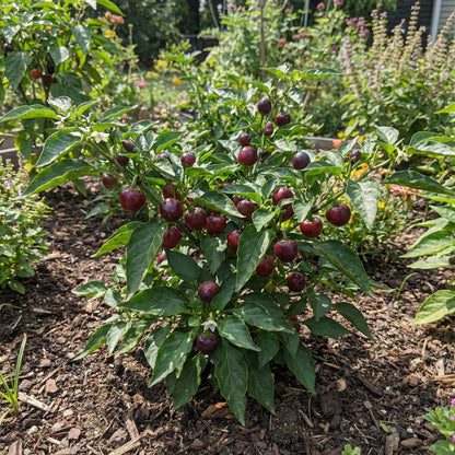 Hurt Berry Pepper Seeds for Planting