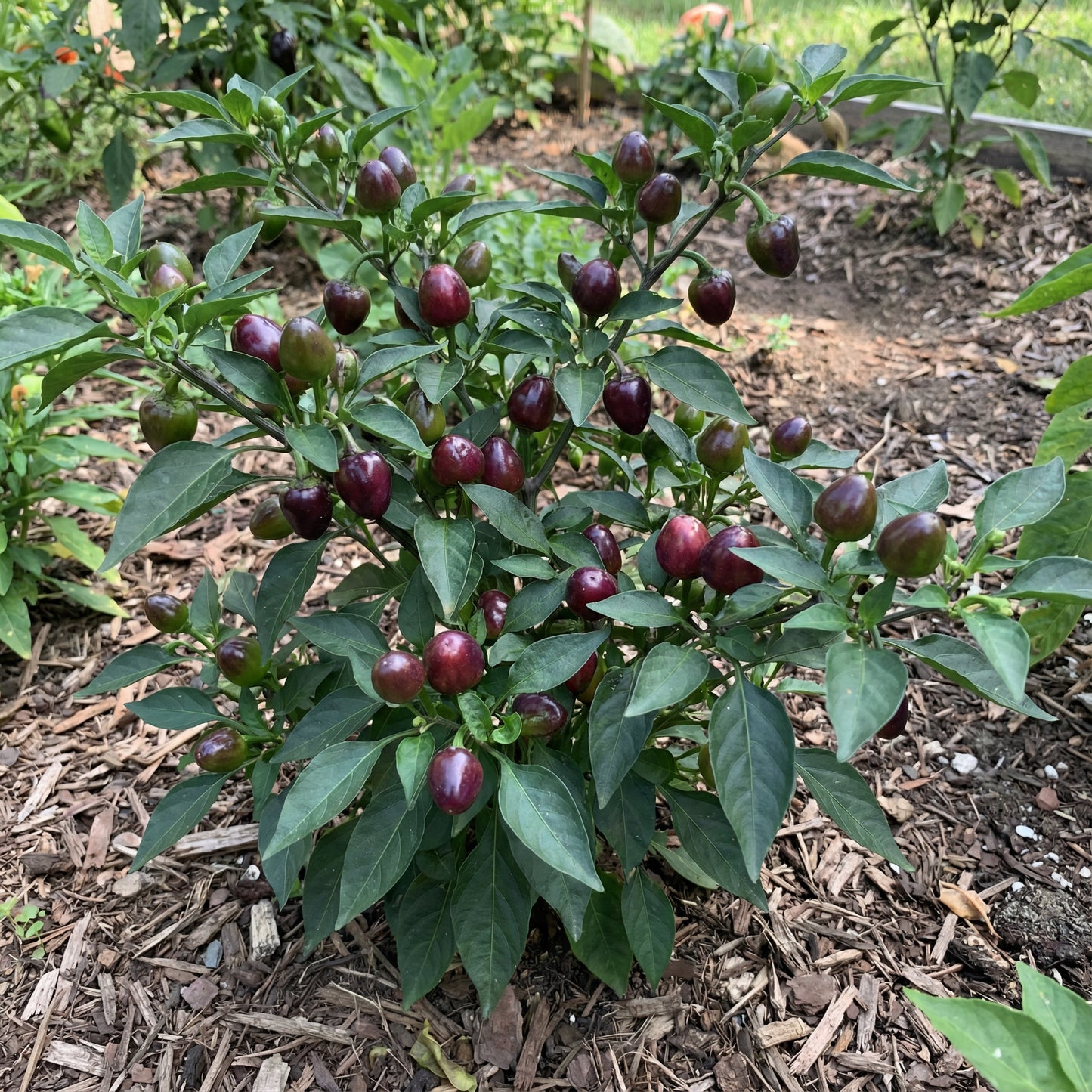 Hurt Berry Pepper Seeds for Planting