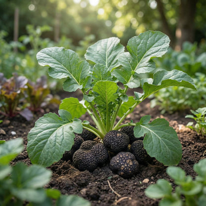 Truffle Vegetable Seeds for Easy Planting