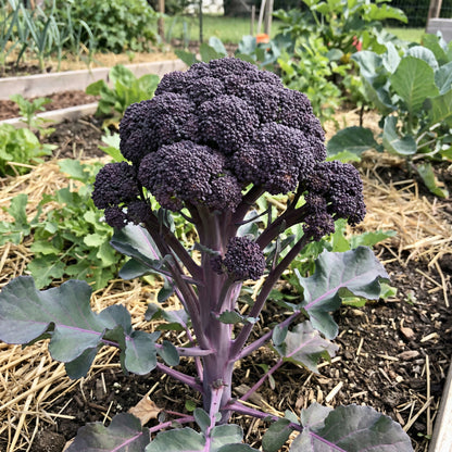 Purple Broccoli Seeds for Planting - Vibrant, Nutritious Vegetable