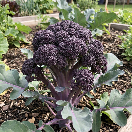Purple Broccoli Seeds for Planting - Vibrant, Nutritious Vegetable