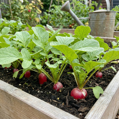 Organic Radish Seeds for Garden Planting