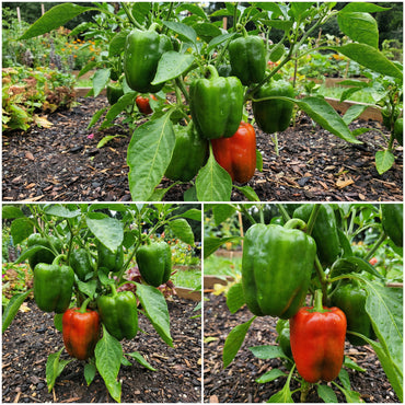 Cal Wonder Pepper Seeds for Easy Planting