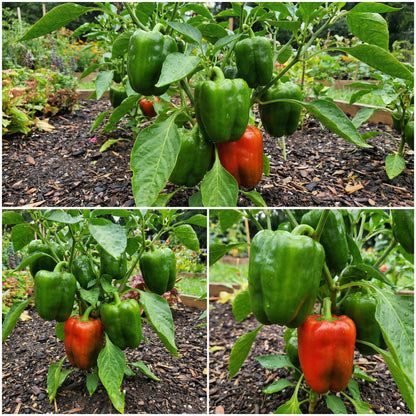 Cal Wonder Pepper Seeds for Easy Planting