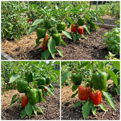 Cal Wonder Pepper Seeds for Easy Planting