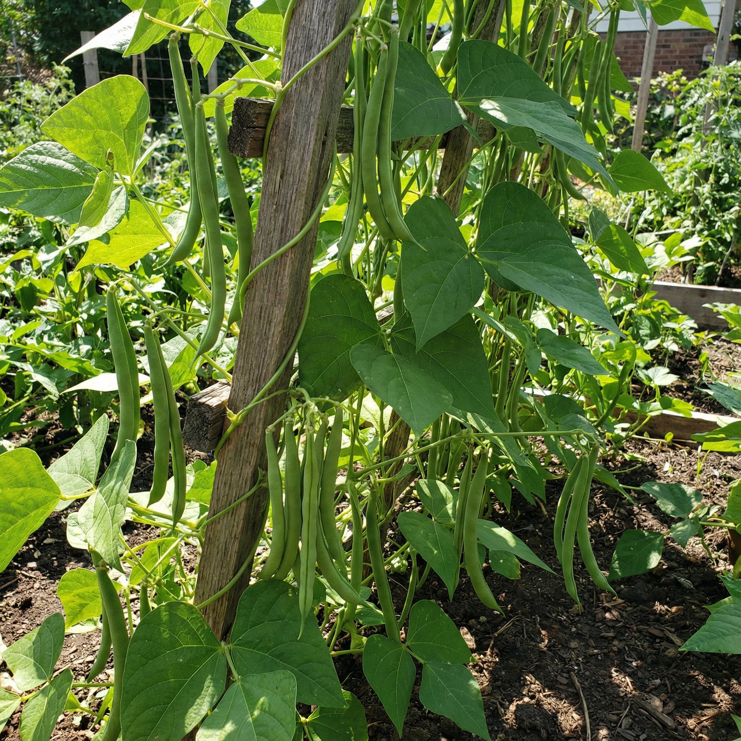 Pole Bean Garden Seeds Ideal for Vertical Planting in Warm Seasons