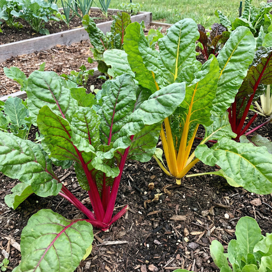 Swiss Chard Vegetable Seeds - Easy Planting