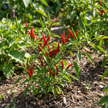 Salkim Biber Chile Pepper Planting Seeds