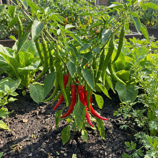 Salkim Biber Chile Pepper Planting Seeds