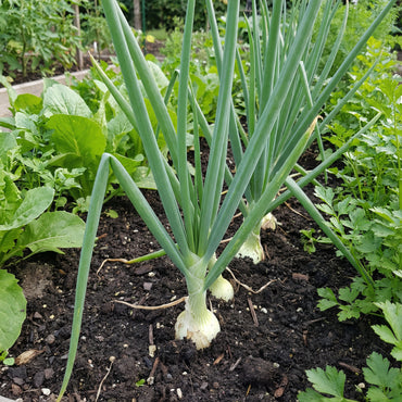 Scallion Vegetable Seeds Perfect for Planting