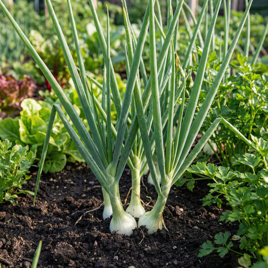 Scallion Vegetable Seeds Perfect for Planting