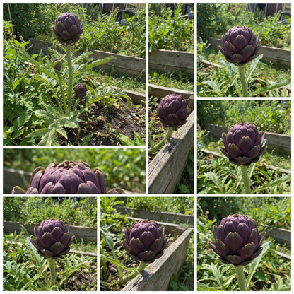 Purple Artichoke Vegetable Seeds for Planting