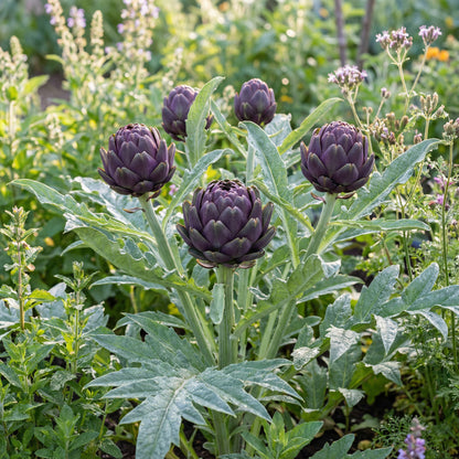 Purple Artichoke Vegetable Seeds for Planting
