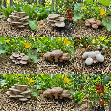 Mycelium Spawn Vegetable Seeds for Easy Planting