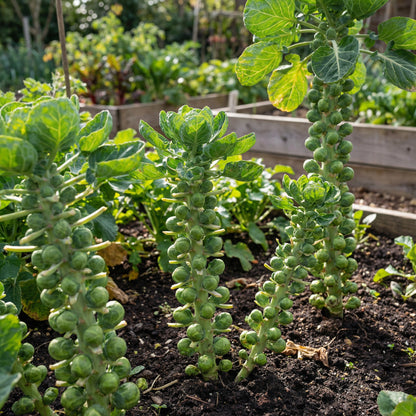 Brussels Sprouts Vegetable Seeds - Easy Planting