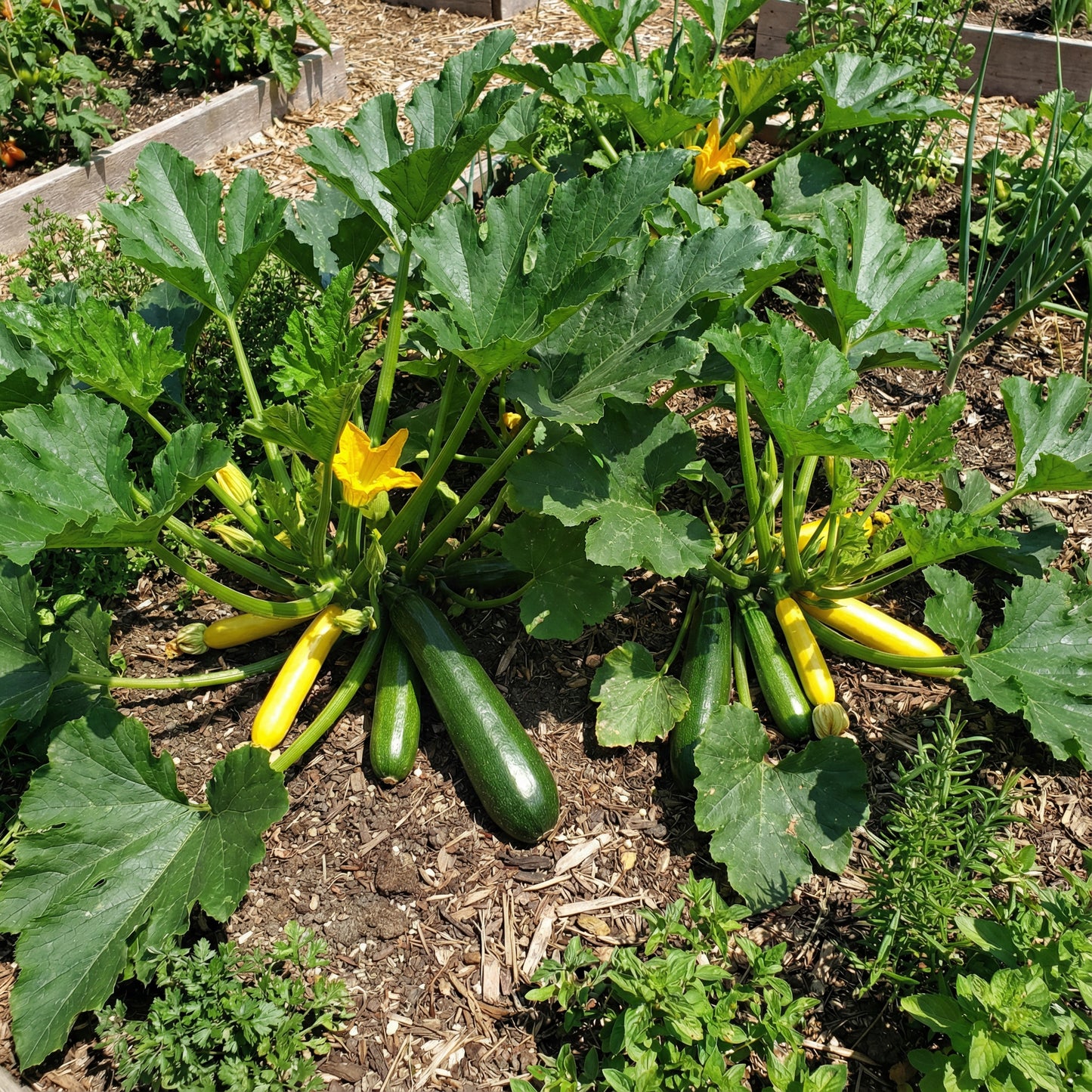 Zucchini Vegetable Seeds: Perfect for Home Planting