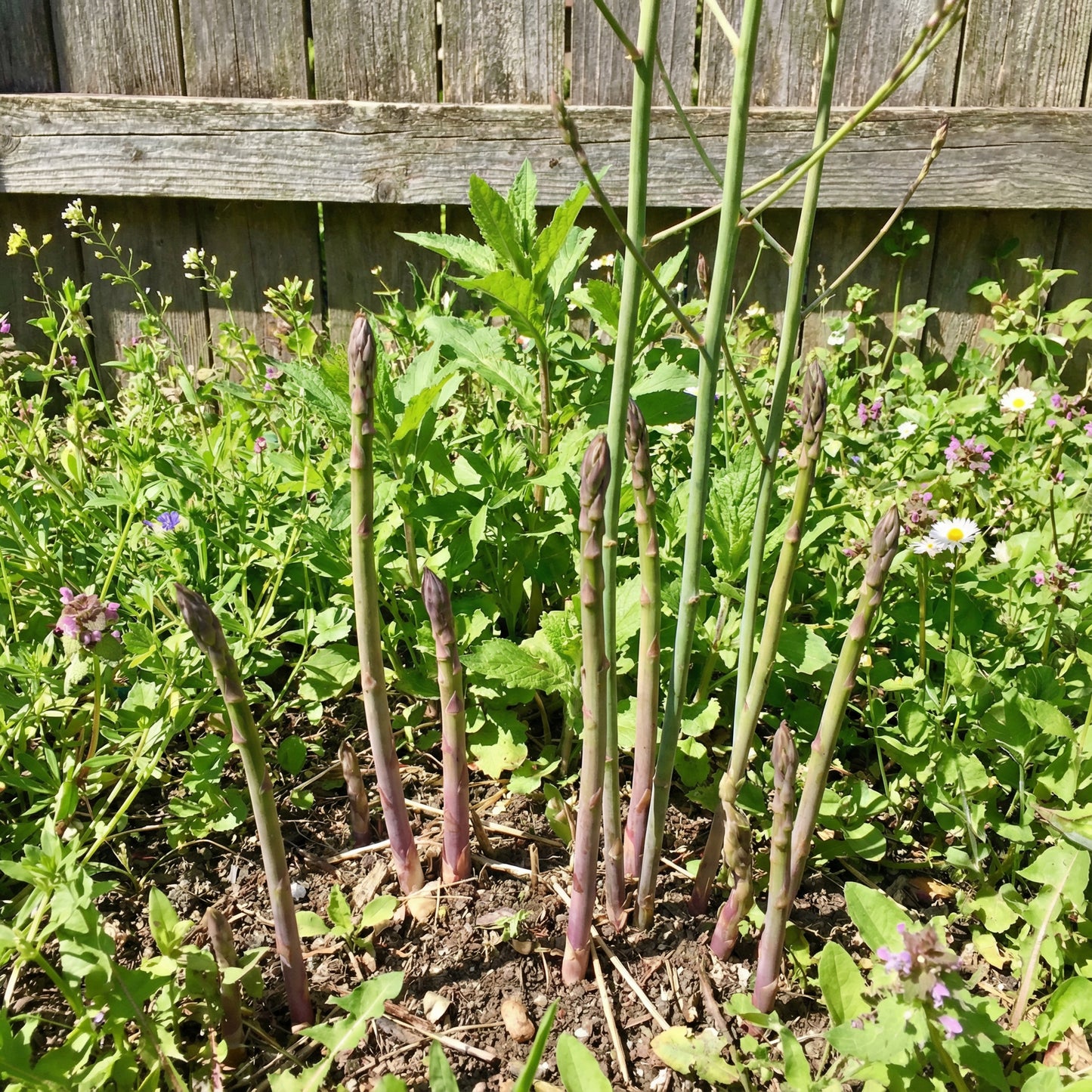 Wild Asparagus Planting Seeds for Lush Growth and Culinary Delights - Seed for Garden Enthusiasts