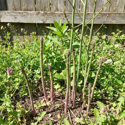 Wild Asparagus Planting Seeds for Lush Growth and Culinary Delights - Seed for Garden Enthusiasts