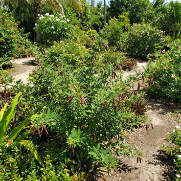 Bahamian Vegetable Seeds for Planting