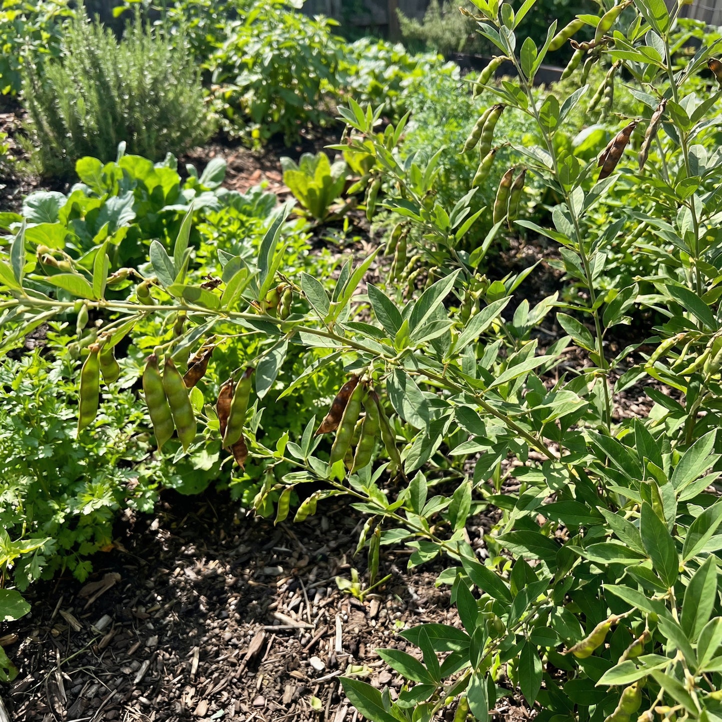 Bahamian Vegetable Seeds for Planting