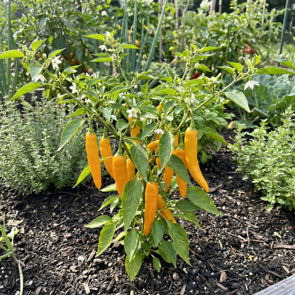 Aji Mango Chile Pepper Seeds for Planting