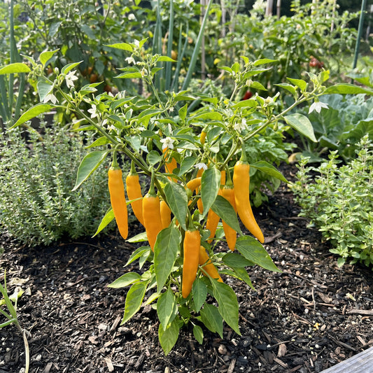 Aji Mango Chile Pepper Seeds for Planting