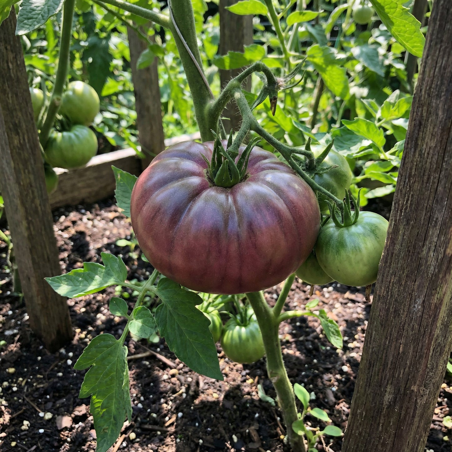 Cherokee Vegetable Seeds for Planting