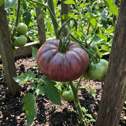 Cherokee Vegetable Seeds for Planting