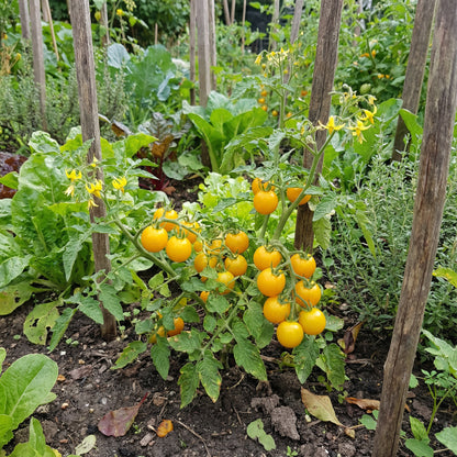 Yellow Cherry Tomato Seeds for Spring Planting