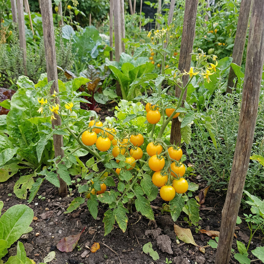 Yellow Cherry Tomato Seeds for Spring Planting