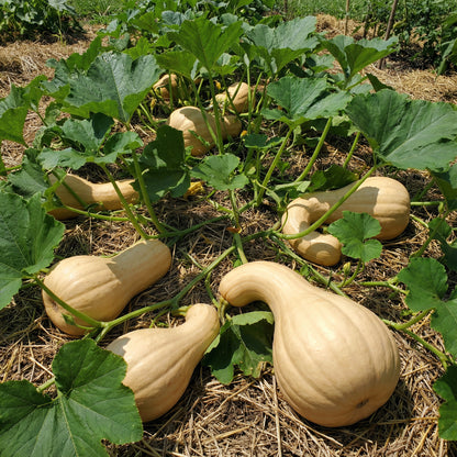 Amish Pie Squash Seeds for Easy Planting