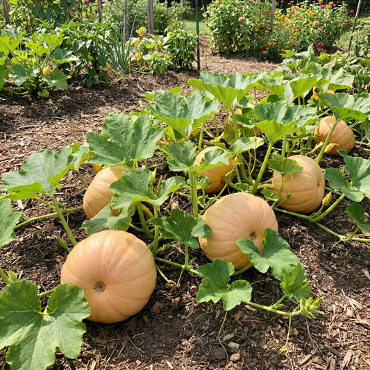 Amish Pie Squash Seeds for Easy Planting