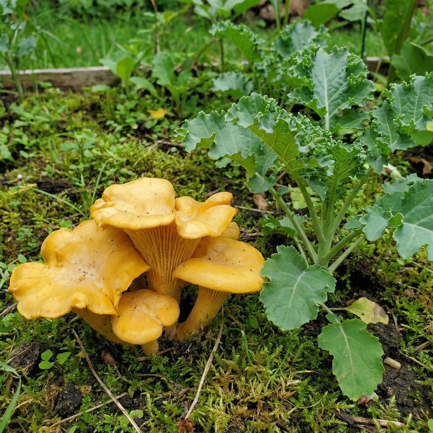 Chanterelle Mushroom Seeds for Planting