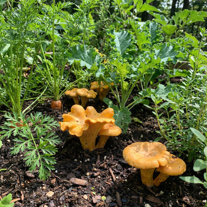Chanterelle Mushroom Seeds for Planting