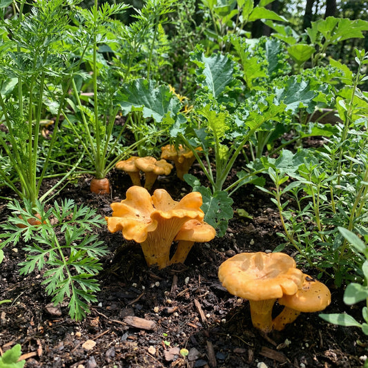 Chanterelle Mushroom Seeds for Planting