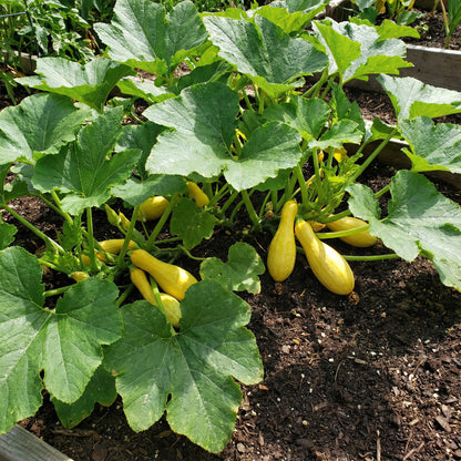 Squash Vegetable Seeds for Planting