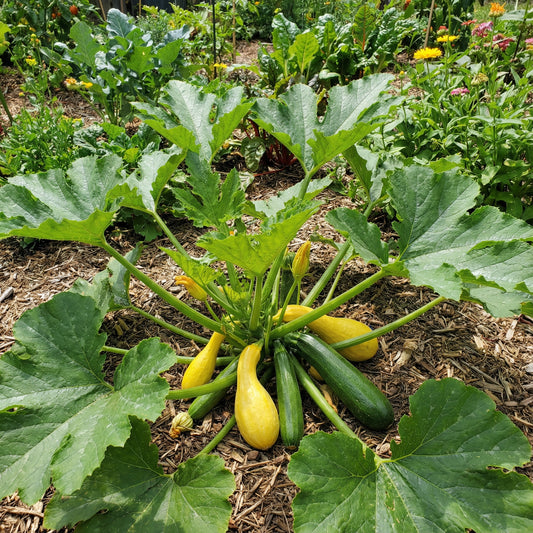Squash Vegetable Seeds for Planting