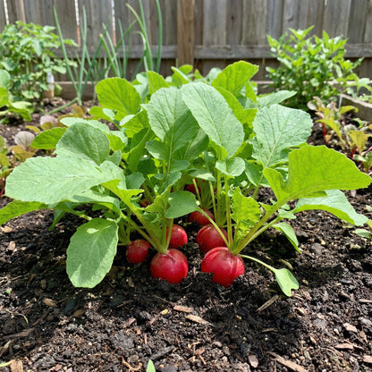 Cherry Belle Radish Planting Seeds