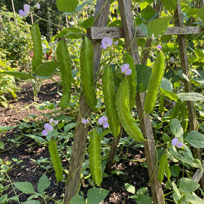 Winged Bean Planting Vegetable Seeds Seed for High-Yielding
