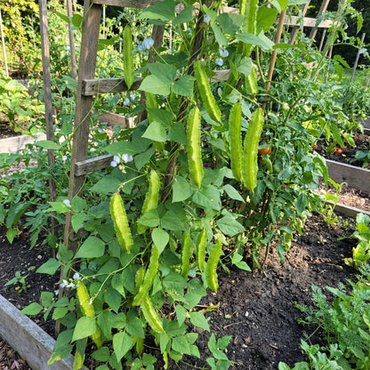 Winged Bean Planting Vegetable Seeds Seed for High-Yielding